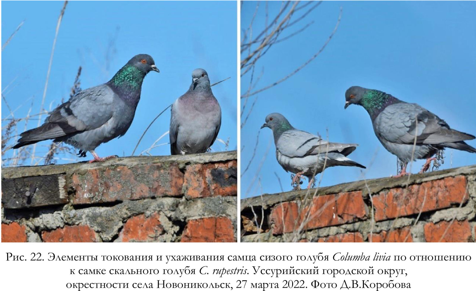 Элементы токования и ухаживания самца сизого голубя Columba livia по отношению
к самке скального голубя C. rupestris.