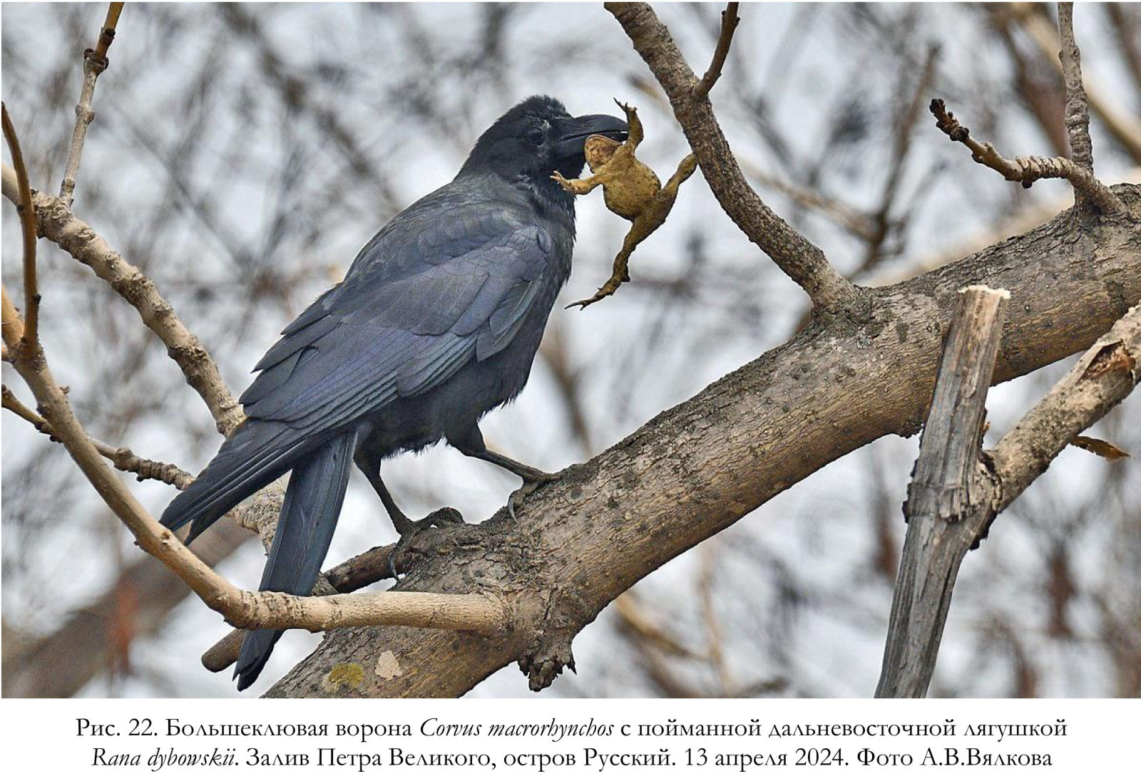 Большеклювая ворона Corvus macrorhynchos с пойманной дальневосточной лягушкой Rana dybowskii.