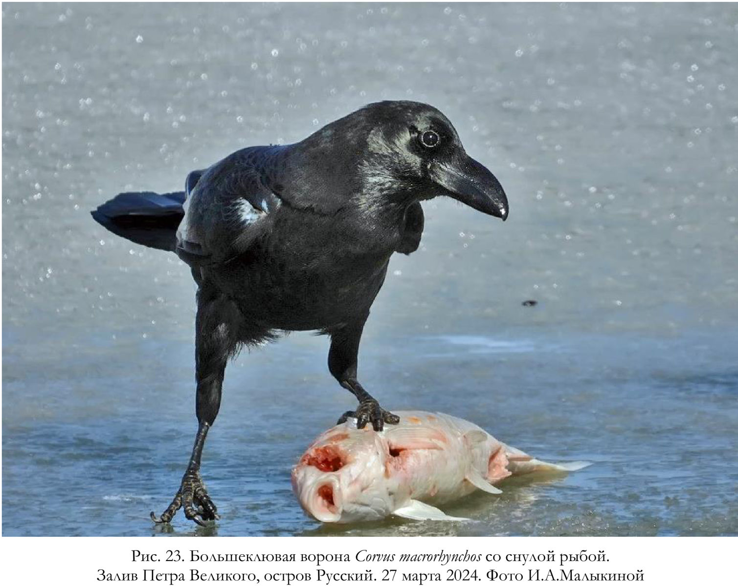 Большеклювая ворона Corvus macrorhynchos со снулой рыбой