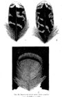 рисунок на перьях самок Tetrao
