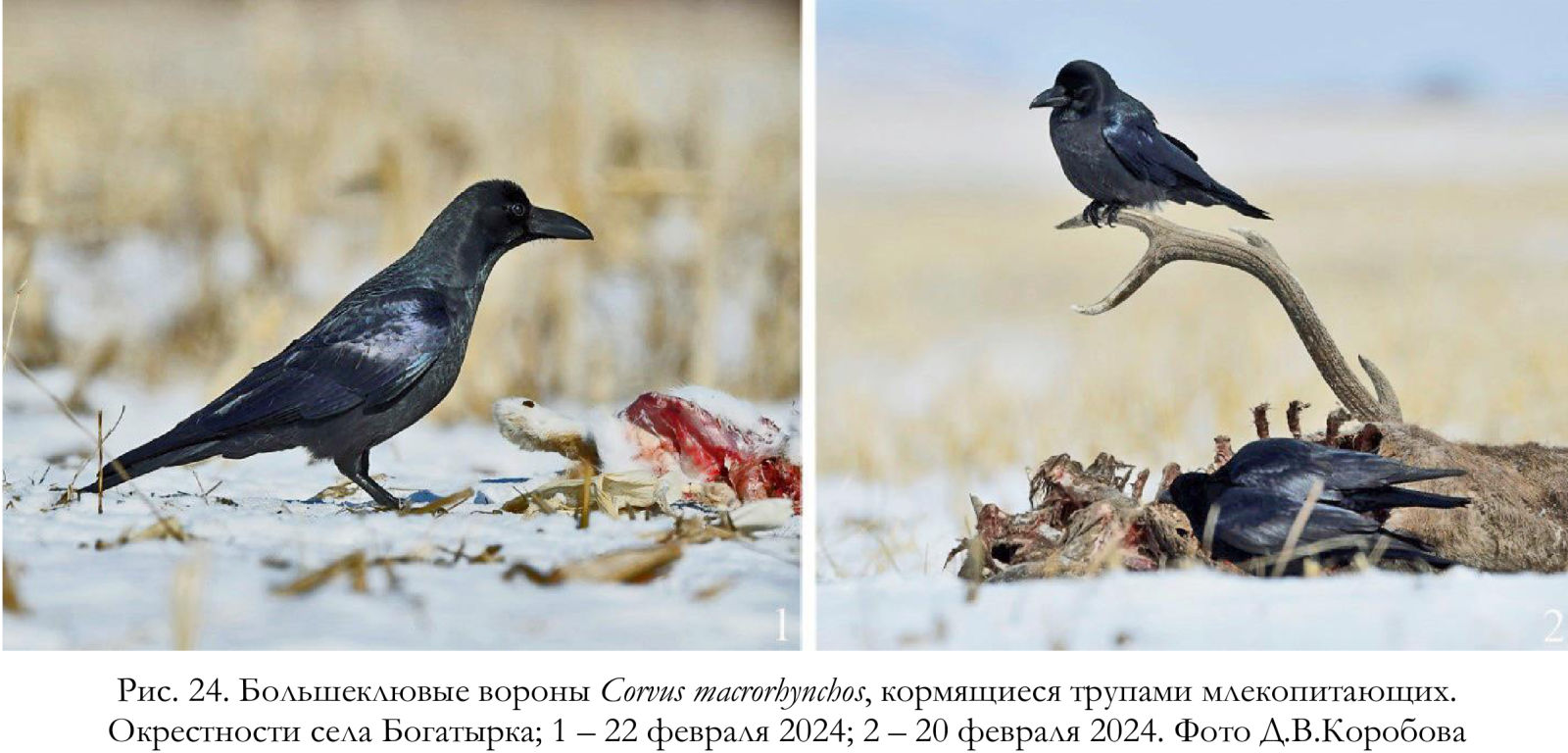 Большеклювые вороны Corvus macrorhynchos, кормящиеся трупами млекопитающих.