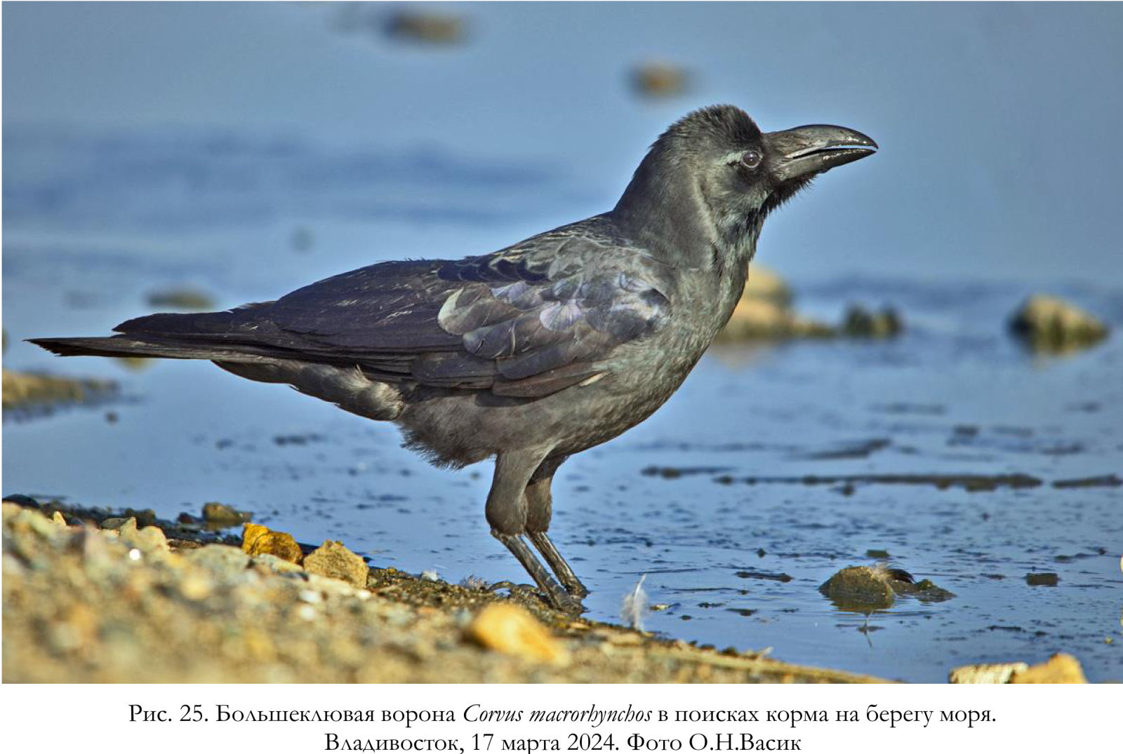 Большеклювая ворона Corvus macrorhynchos в поисках корма на берегу моря.
