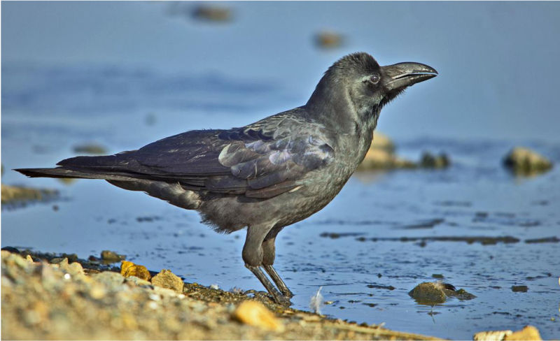 Гнездящиеся птицы Приморского края: большеклювая ворона Corvus macrorhynchos