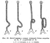 Изгиб трахеи у самцов глухарей Tetrao urogallus
(1,2), T. urogalloides (3,4).