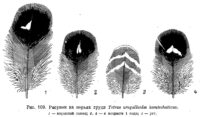  Рисунок  на  перьях  груди  Tetrao  urogalloides  kamtschaticus