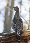 Каменный глухарь — Tetrao urogalloides (Middendorff, AT 1853) самка