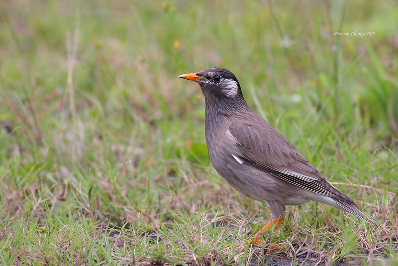 Гнездящиеся птицы Приморского края: серый скворец Sturnus cineraceus