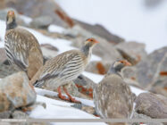Тибетский улар - Tetraogallus tibetanus (Gould, 1854)