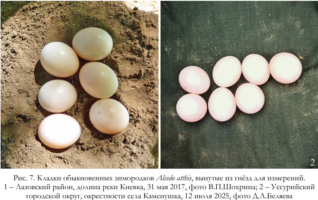 Кладки обыкновенных зимородков Alcedo atthis, вынутые из гнёзд для измерений.