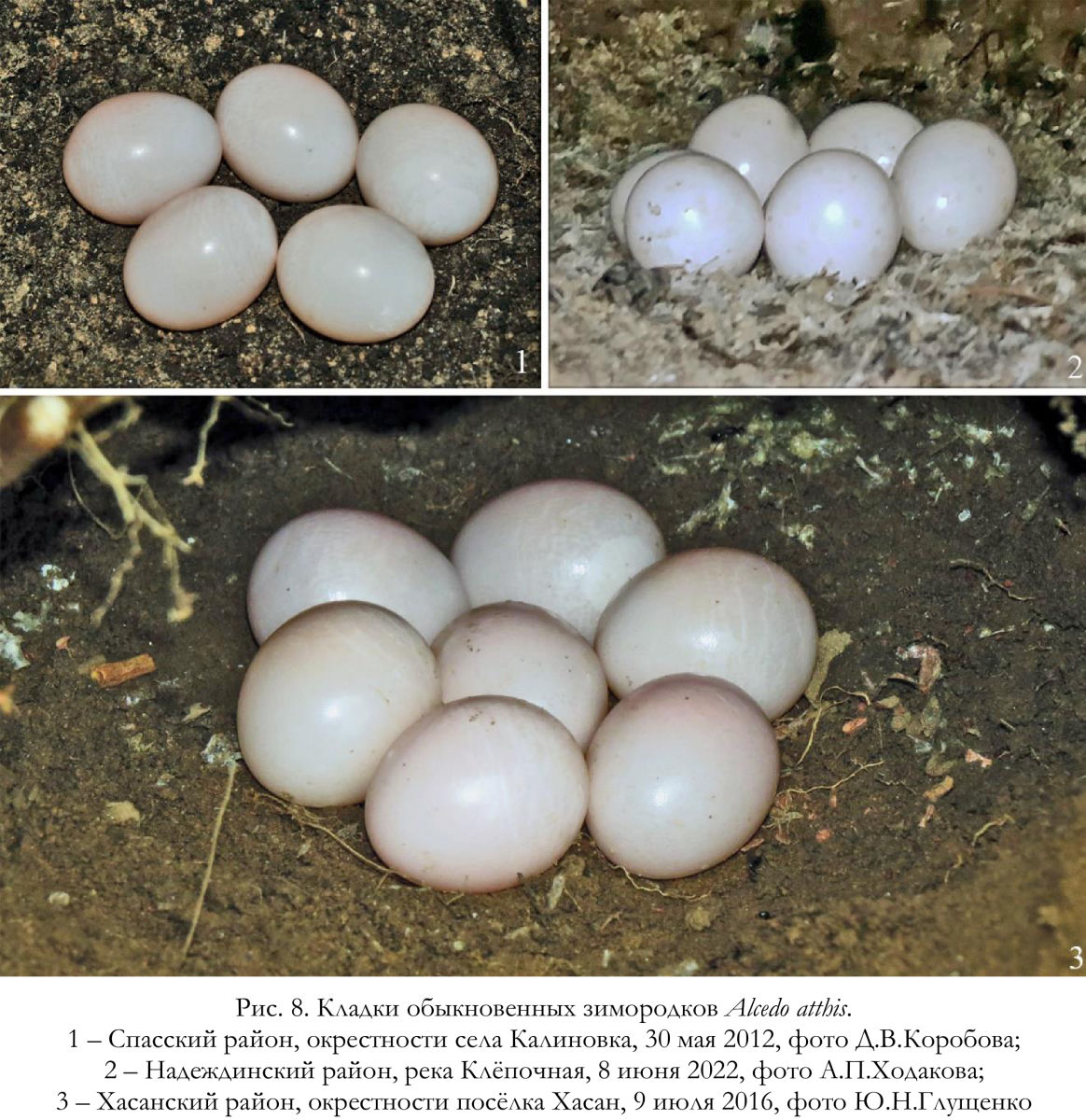 Кладки обыкновенных зимородков Alcedo atthis