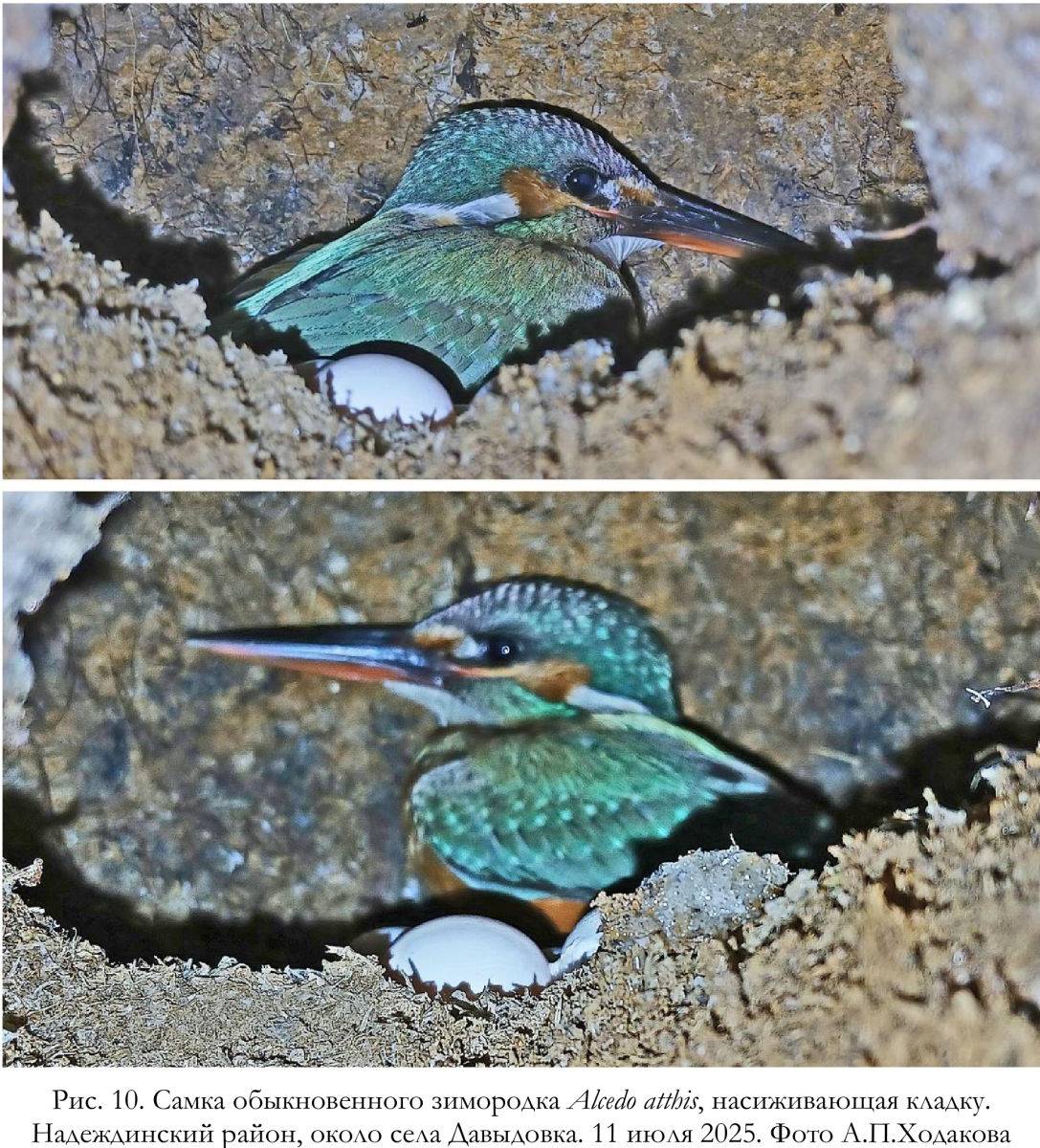 Самка обыкновенного зимородка Alcedo atthis, насиживающая кладку.