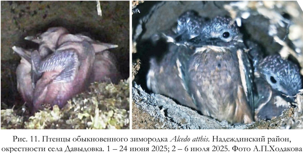 Птенцы обыкновенного зимородка Alcedo atthis