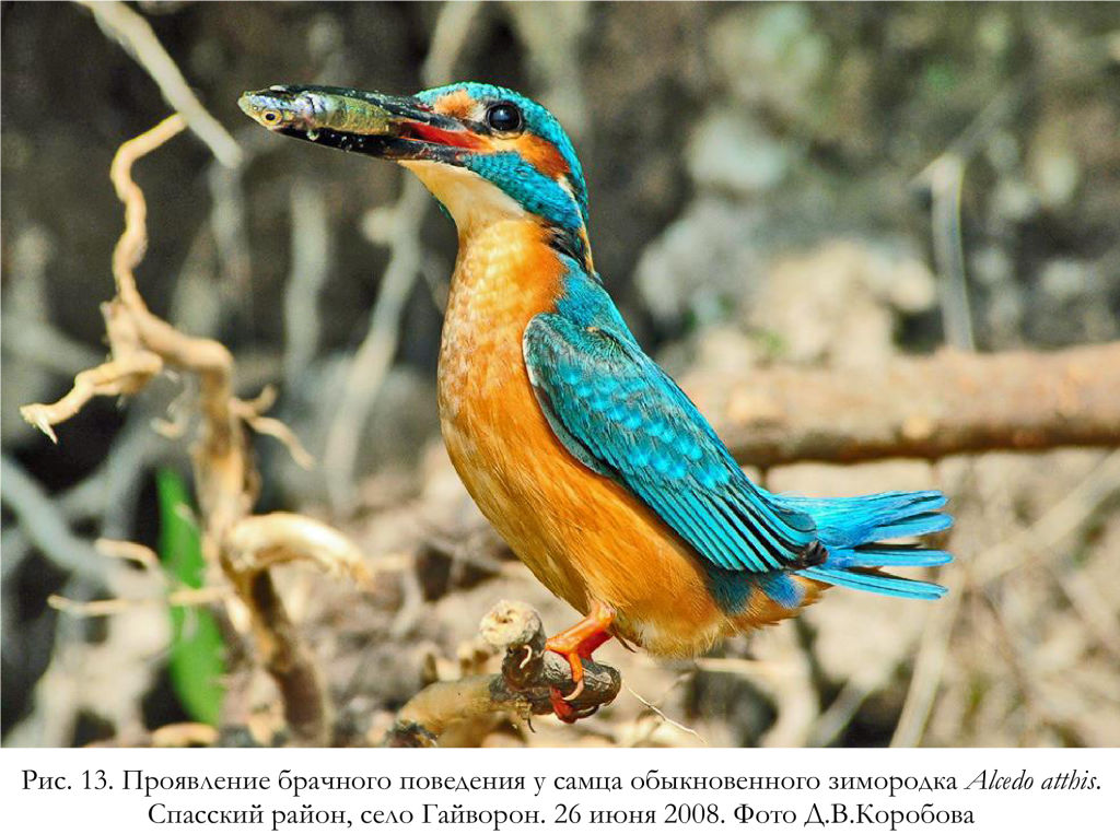 Проявление брачного поведения у самца обыкновенного зимородка Alcedo atthis