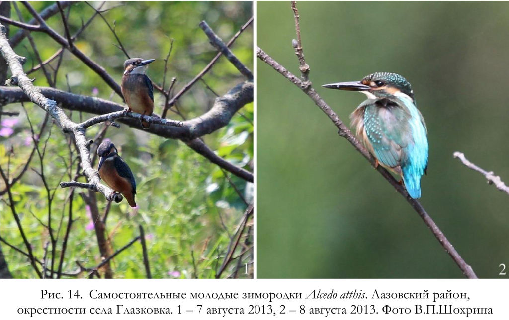 Самостоятельные молодые зимородки Alcedo atthis.