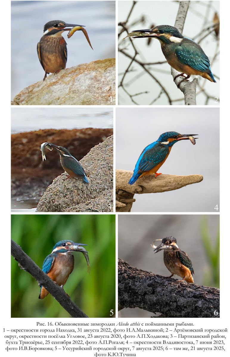 Обыкновенные зимородки Alcedo atthis с пойманными рыбами.