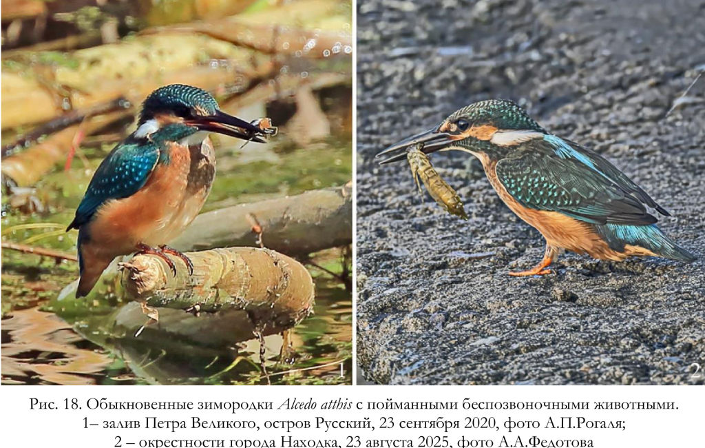Обыкновенные зимородки Alcedo atthis с пойманными беспозвоночными животными