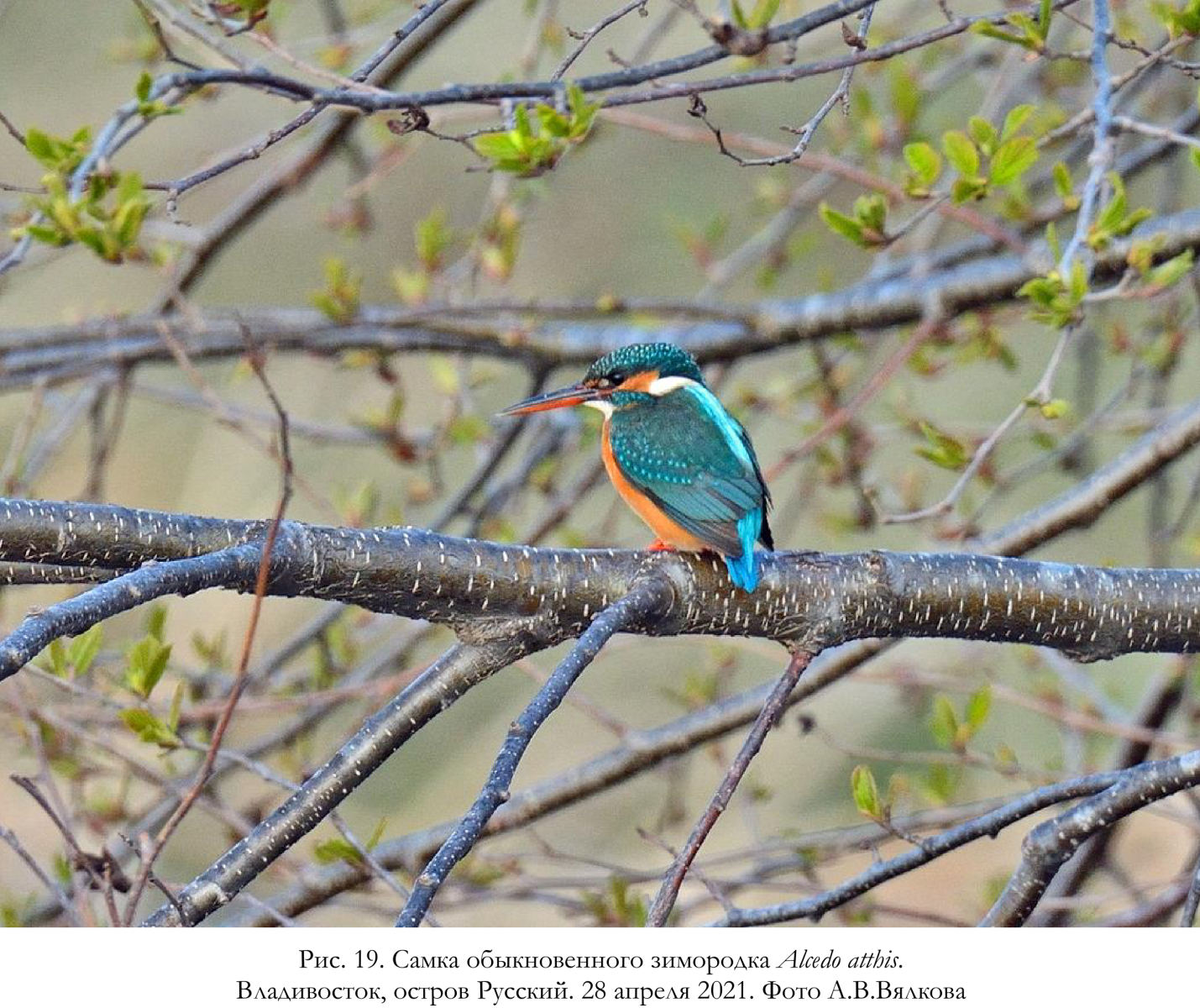 Самка обыкновенного зимородка Alcedo atthis