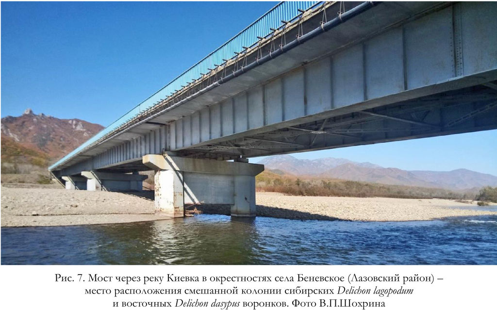 Мост через реку Киевка в окрестностях села Беневское (Лазовский район) – место расположения смешанной колонии сибирских Delichon lagopodum и восточных Delichon dasуpus воронков