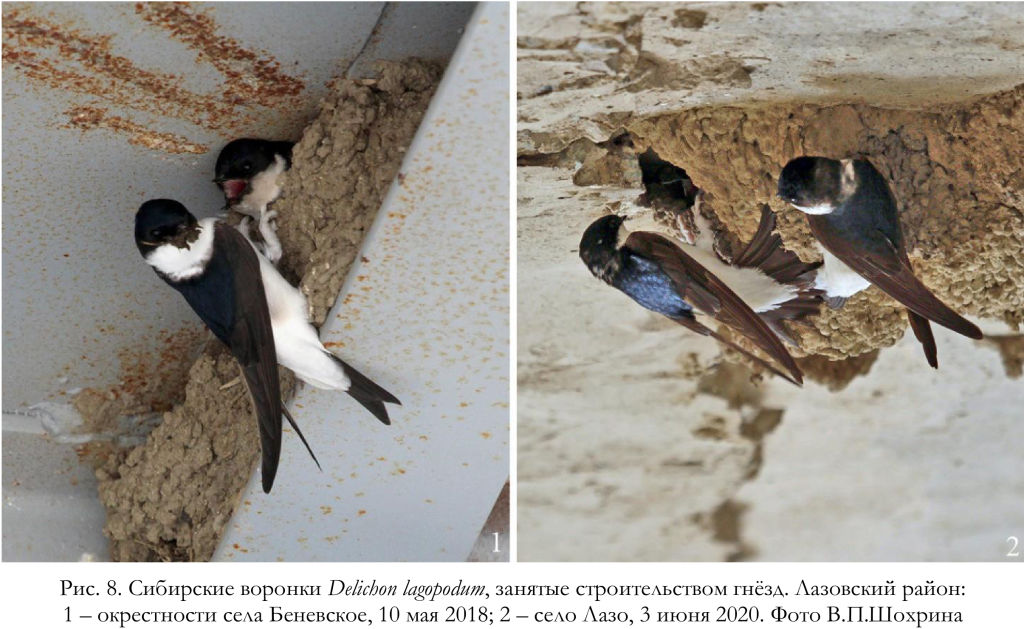 Сибирские воронки Delichon lagopodum, занятые строительством гнёзд
