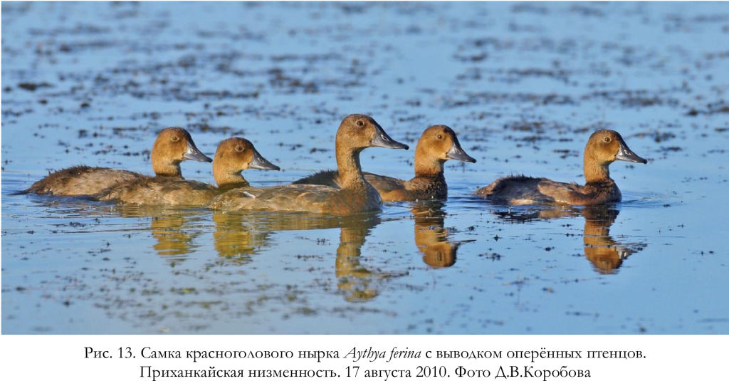 Самка красноголового нырка Aythya ferina с выводком оперённых птенцов.
Приханкайская низменность
