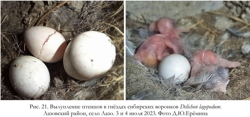 Вылупление птенцов в гнёздах сибирских воронков Delichon lagopodum.