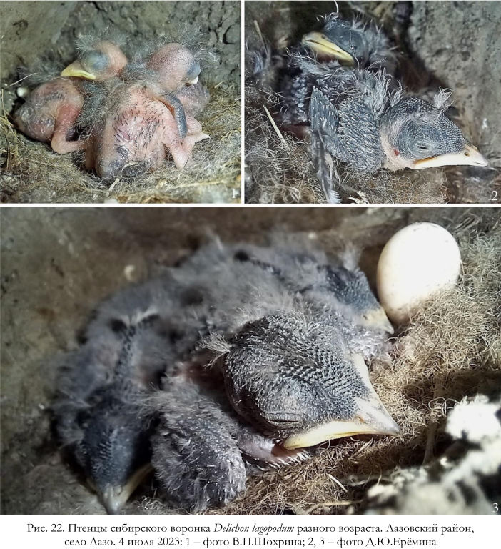 Птенцы сибирского воронка Delichon lagopodum разного возраста.