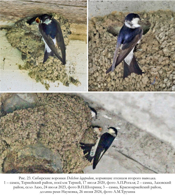 Сибирские воронки Delichon lagopodum, кормящие птенцов второго выводка