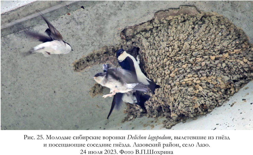 Молодые сибирские воронки Delichon lagopodum, вылетевшие из гнёзд
и посещающие соседние гнёзда