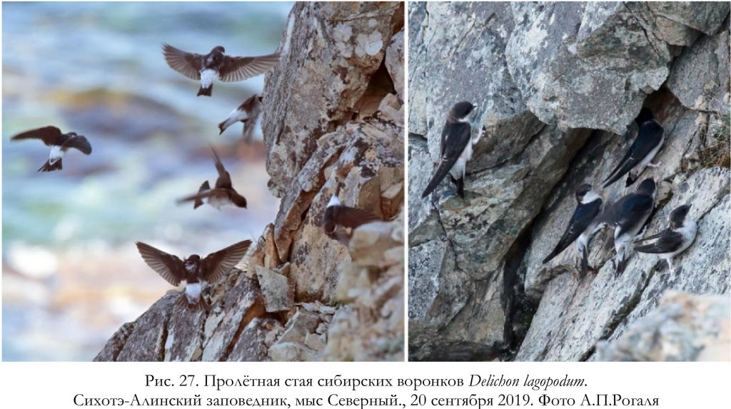 Пролётная стая сибирских воронков Delichon lagopodum