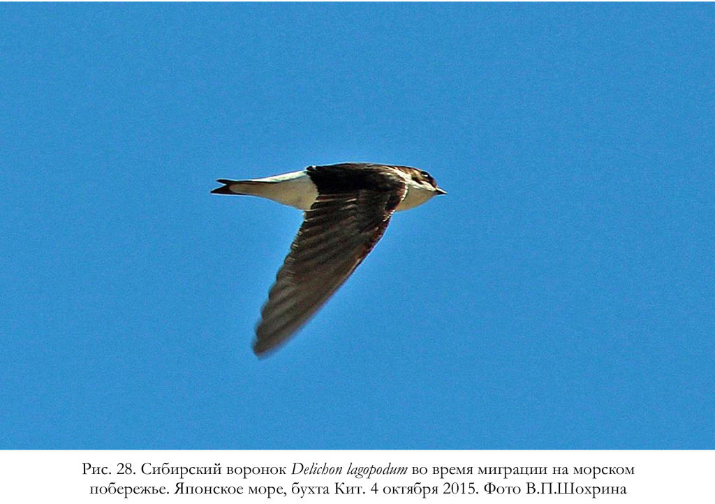 Сибирский воронок Delichon lagopodum во время миграции на морском
побережье