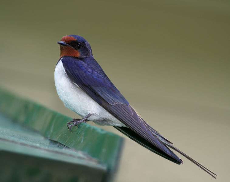 Гнездящиеся птицы Приморского края: деревенская ласточка Hirundo rustica