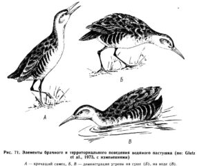 Элементы брачного и территориального поведения водяного пастушка