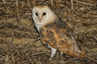 Сипуха — Tyto alba 2