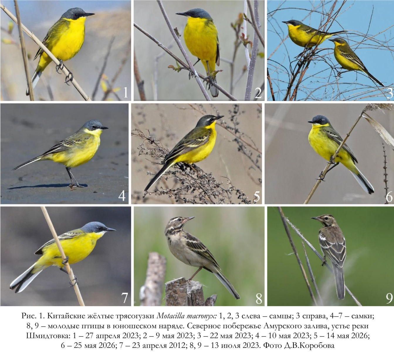 Китайские жёлтые трясогузки Motacilla macronyx