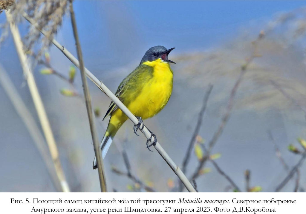 Поющий самец китайской жёлтой трясогузки Motacilla macronyx