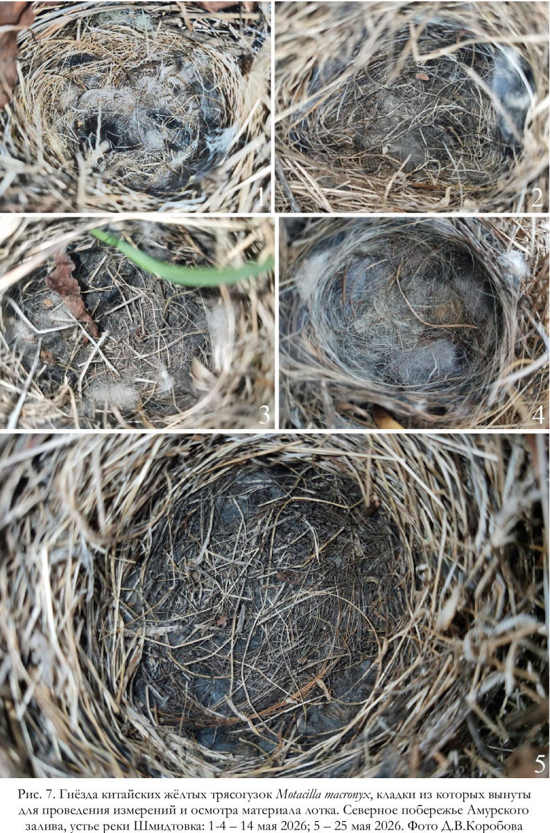 Гнёзда китайских жёлтых трясогузок Motacilla macronyx