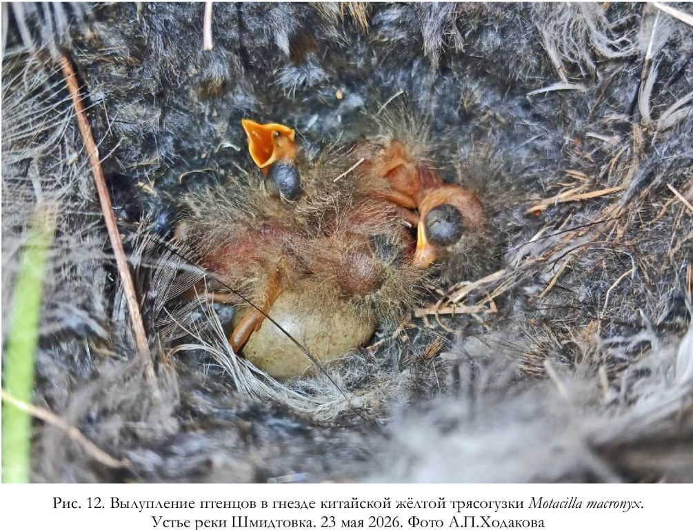 Вылупление птенцов в гнезде китайской жёлтой трясогузки Motacilla macronyx