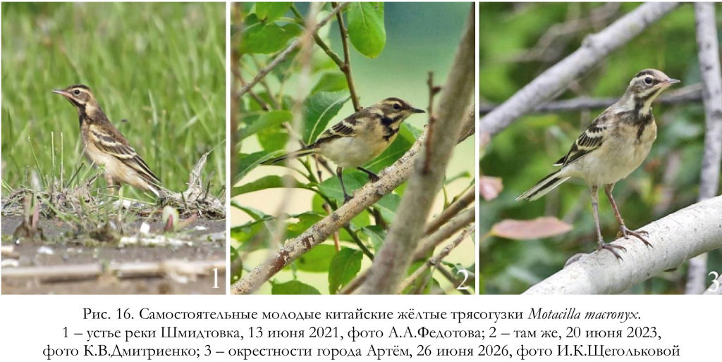 Самостоятельные молодые китайские жёлтые трясогузки Motacilla macronyx