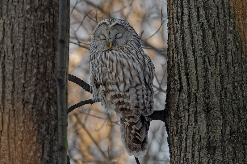 Длиннохвостая неясыть — Strix uralensis