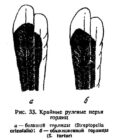  Крайние  рулевые  перья горлиц