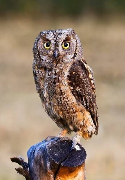 Сплюшка — Otus scops (Linnaeus, C 1758)
