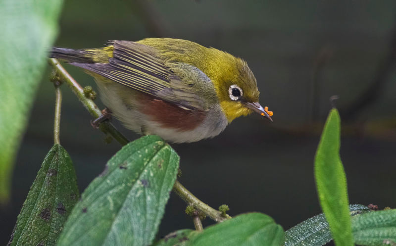 буробокая белоглазка Zosterops erythropleurus