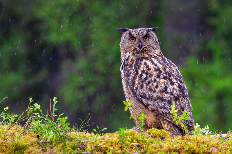 Филин — Bubo bubo
