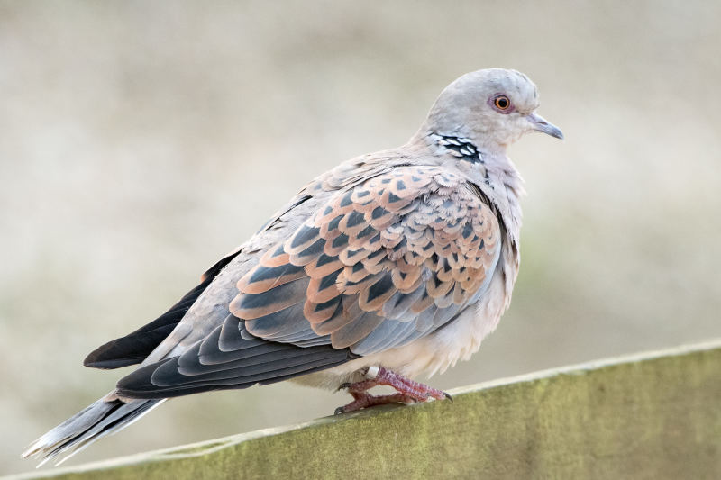 Горлица — Streptopelia turtur (Linnaeus, C 1758)