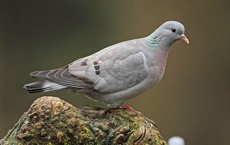 Клинтух — Columba oenas (Linnaeus, C 1758)