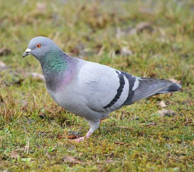 Сизый голубь — Columba livia