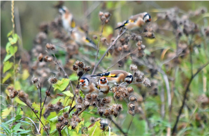 Семена трав в пище щегла Carduelis carduelis в Санкт-Петербурге