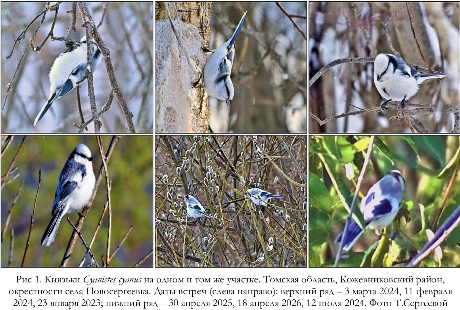 Князьки Cyanistes cyanus на одном и том же участке. Томская область