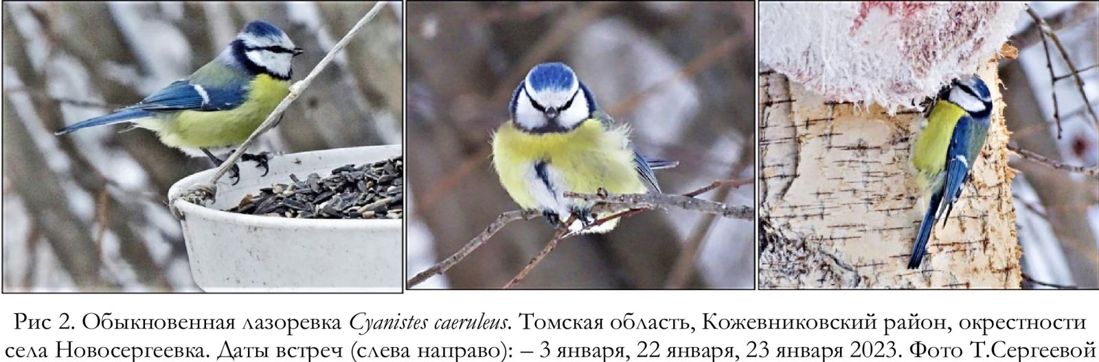 Обыкновенная лазоревка Cyanistes caeruleus. Томская область