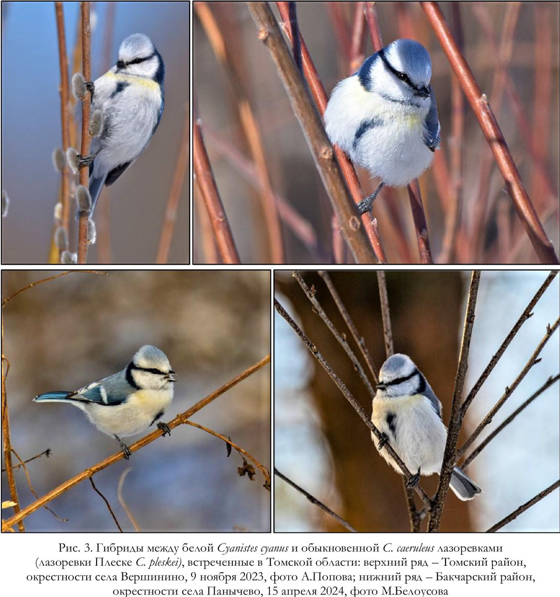 Гибриды между белой Cyanistes cyanus и обыкновенной C. caeruleus лазоревками
(лазоревки Плеске C. pleskei), встреченные в Томской области